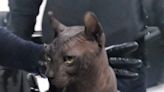 Hairless cat with Mexicles gang tattoo seized at Juárez state prison