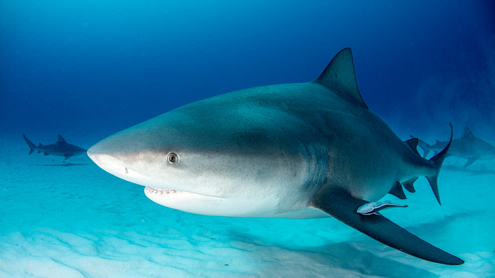 Texas fisherman reels in bull shark from Guadalupe River