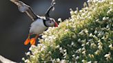 Keep your distance: Saltee islands seabirds feel the effects of human intrusion on their habitat