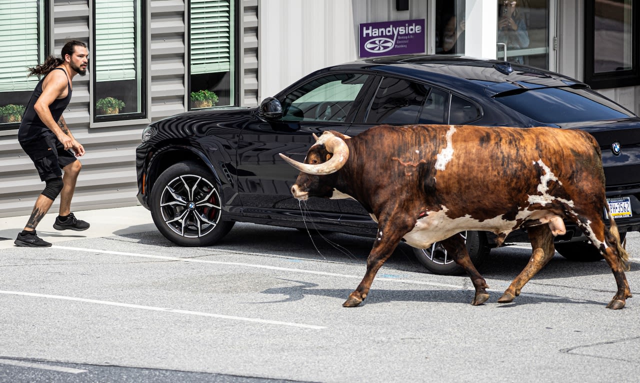 Bull on the loose wanders around York County before being captured