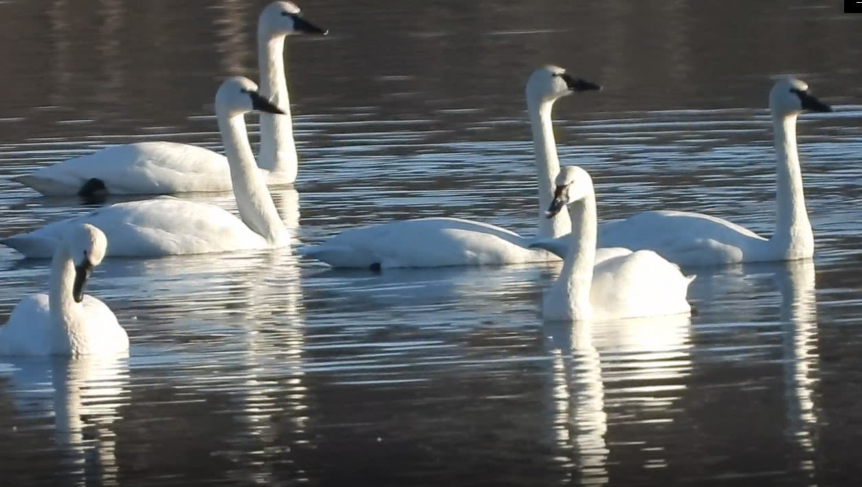 Trumpeter swans, mute swans, tundra swans are found in Michigan
