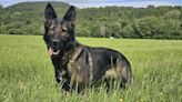 Police dog found after going missing while chasing deer