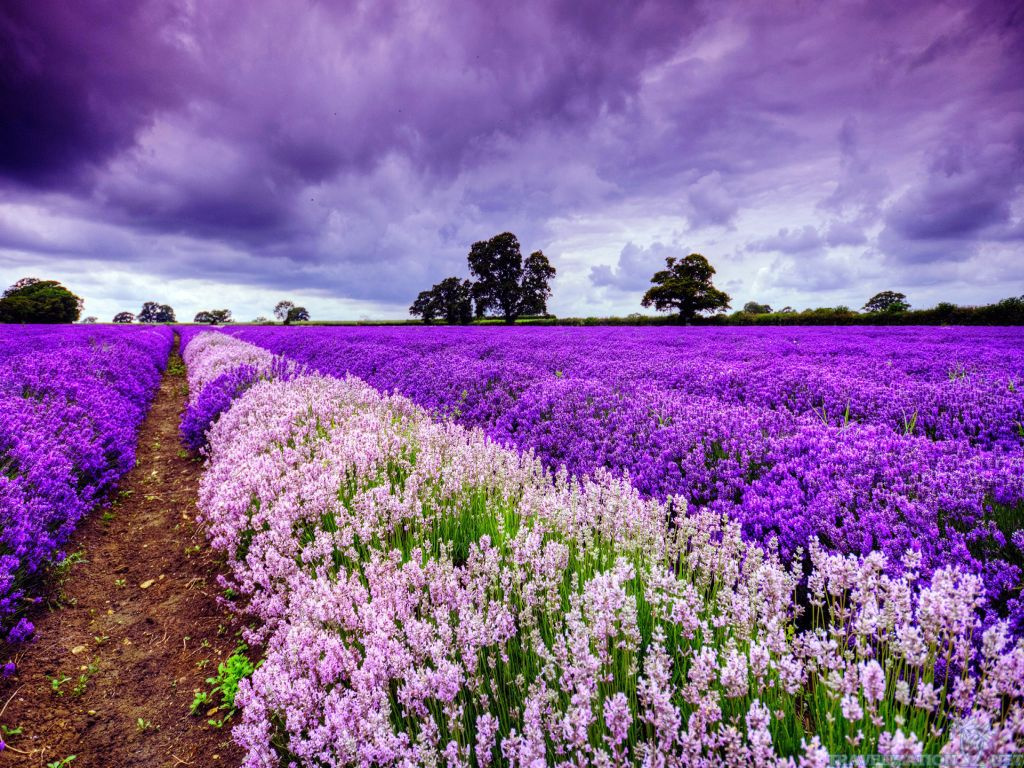 lavender-field-in-france