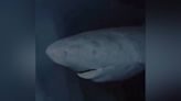 Graban un tiburón de Groenlandia que lleva nadando en las profundidades del mar desde 1627