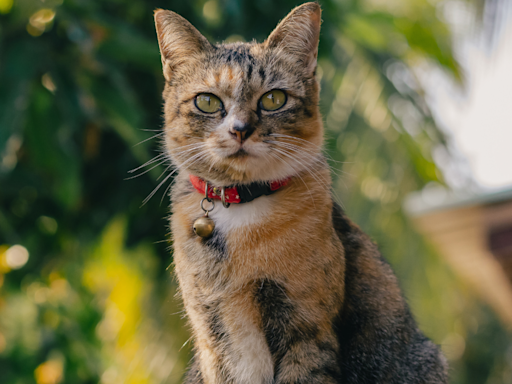 Annual 'Cat Tour' in Minneapolis Neighborhood Is the Best Thing Since Sliced Bread