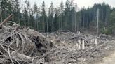 Roadside slash piles spark wildfire fears on Sunshine Coast