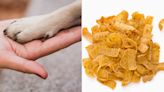 Why Do My Dog's Paws Smell Like Fritos? A Vet Shares the Answer and How it Affects a Pet's Health