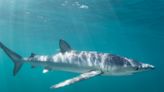 Fisherman airlifted to hospital after shark bite off coast of Portugal