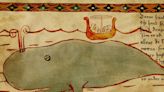 Medieval Icelanders Likely Hunted Blue Whales