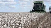 Brasil ultrapassa EUA e já é maior exportador de algodão do mundo - Imirante.com