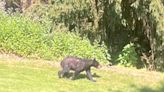 Bear sightings reported in Cumberland County neighborhood