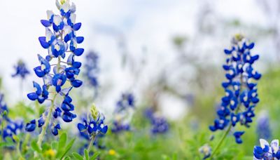 Kacey Musgraves picked bluebonnets and started a debate