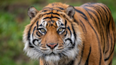 Sumatran tiger at Point Defiance Zoo and Aquarium euthanized