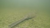 Sawfish are spinning, and dying, in Florida waters as rescue effort begins