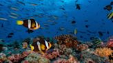 Coral Reefs Coaxed Back to Life by Playing Happy Reef Sounds on Underwater Speakers