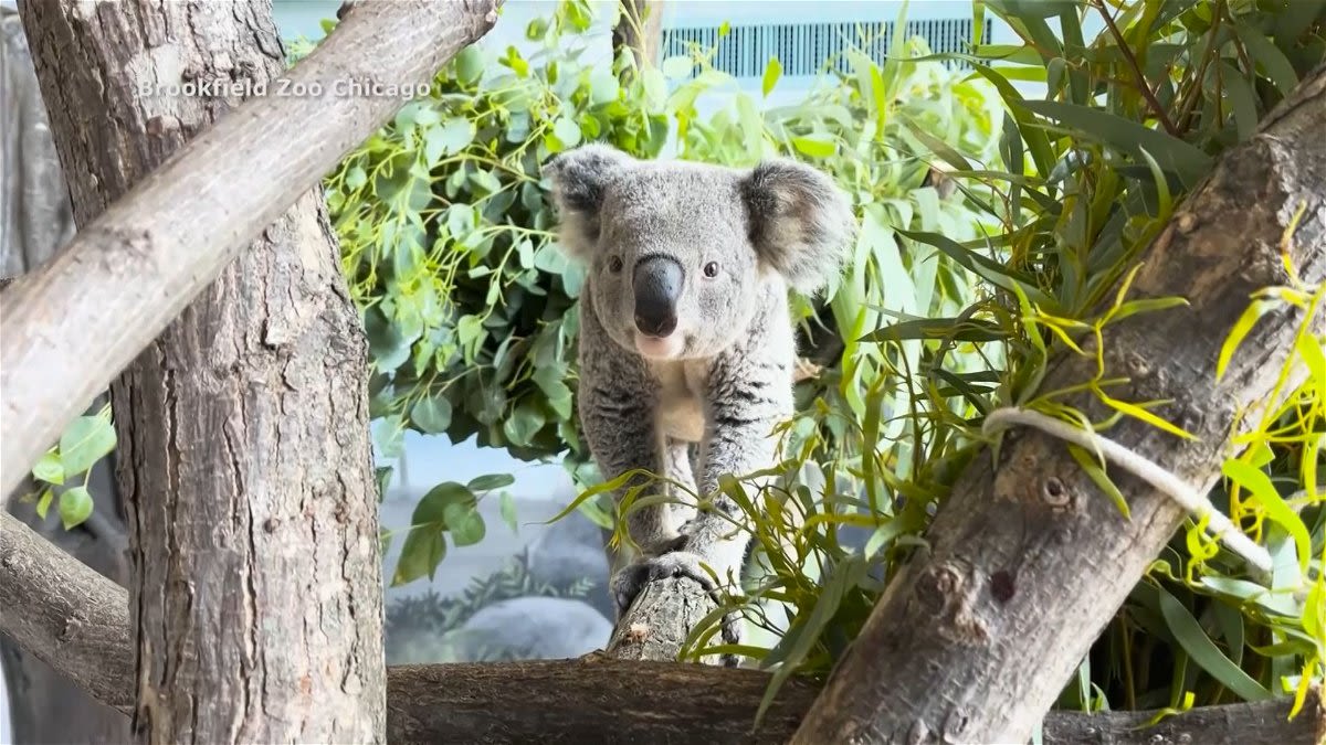 Illinois zoo welcomes two new koalas - KYMA