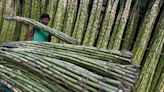 India's sugarcane-based ethanol plan has a big problem: water