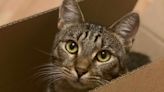 ¿Por qué a los gatos les gustan las cajas? Estas pueden ser las razones