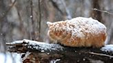 How To Keep Outdoor and Feral Cats Safe in the Winter