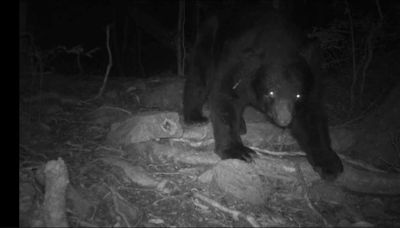 台灣黑熊「熊窩」珍貴影像首曝光！大雪山挑高25米樹上 一口氣蓋4房