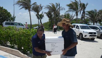 More than 10,000 sea turtle eggs were rescued from Mexico’s beach ahead of Hurricane Beryl