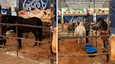 ACRES raises concerns over ponies at Geylang Serai Ramadan bazaar