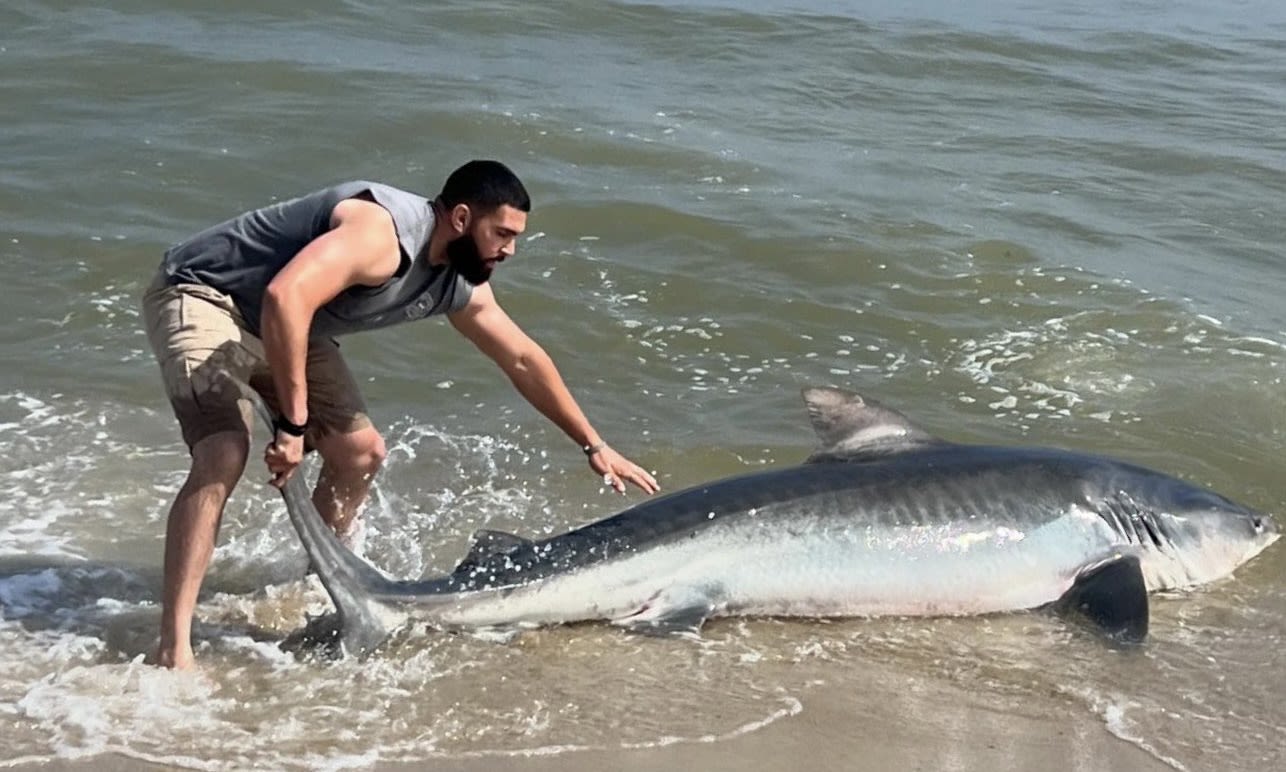 Large tiger shark washes ashore on Nantucket, but only briefly