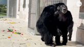 A 28-year-old chimpanzee was caged her entire life. Watch her see the sky for first time.