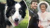 Special walks for dog lovers to remember loved ones as Middlesbrough widow tells of 'instant connection'