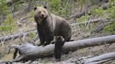 Man pleads guilty to killing grizzly bear and cub; hidden evidence located