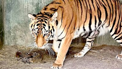 Nacen 4 tigres de Bengala en Chihuahua; es especie en peligro de extinción