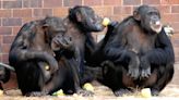 Primate behaviour changed as zoos closed for pandemic, study suggests