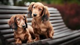 'Baby Monitor' Dachshunds Alert Parent to Newborn in the Sweetest Way