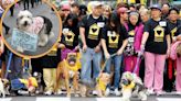Caminata Huellas 4k: convocan a los amantes de las mascotas al evento solidario por el Día del Perro