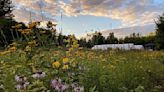 Forest farm provides herbs for medicine, cooking