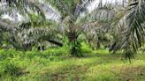 Hallan cuerpo semidesnudo en plantación de palma en Corredores | Teletica