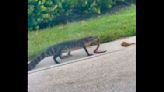 Gator strolls through Florida beach town ‘casually eating a snake’