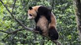 China gifts US two giant pandas in a show of ‘friendship’, Yun Chuan and Xin Bao to be placed in San Diego Zoo