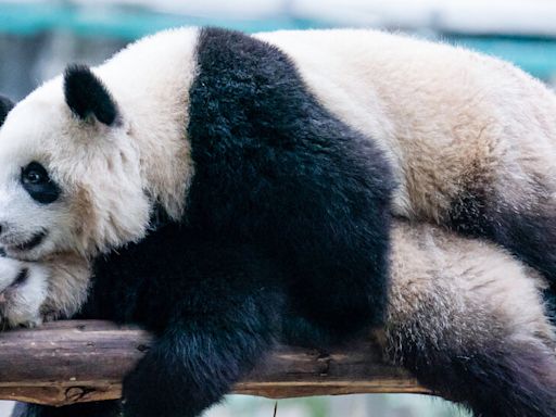 Giant Pandas Are Returning to San Diego, China Announces