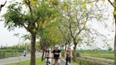 阿勃勒5月花期綻放 翁章梁推薦朴子溪自行車道單車旅遊