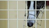 Dying for sport: Abuse claims rock Australian greyhound racing
