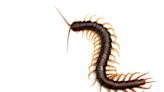 Centipedes: They bite, but don't kill them. Here's why