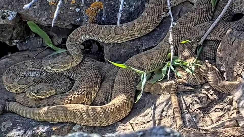 Now you can watch hundreds of rattlesnakes in a ‘mega-den’ – from the safety of your computer