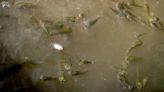 Endangered desert pupfish hinders Colorado River water conservation plan