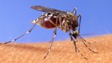 West Nile cases are appearing in alarming rates in these states