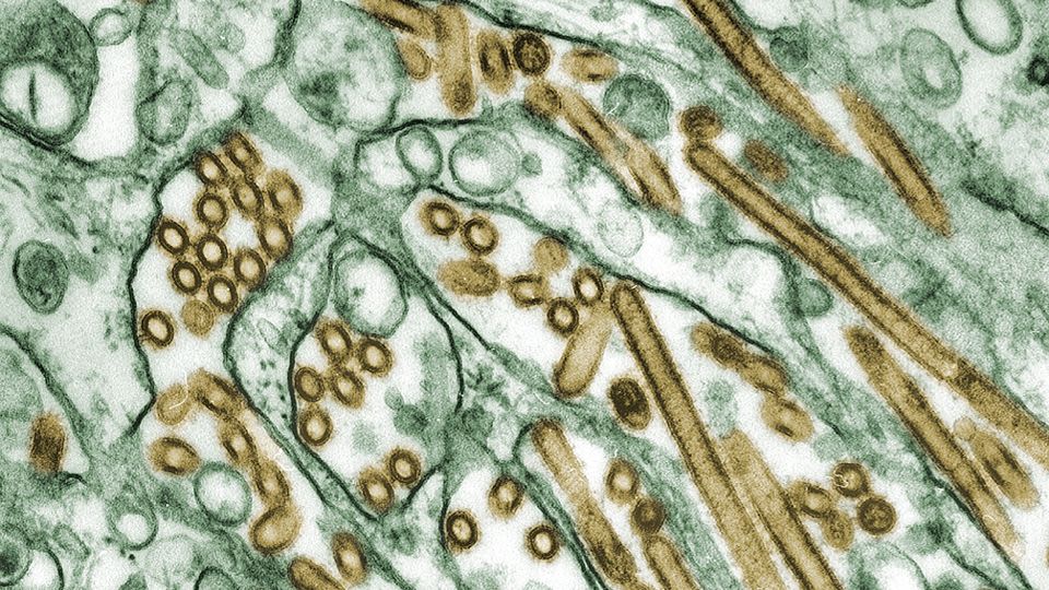 Meat from condemned dairy cow tested positive for H5N1 flu virus but did not enter food supply, USDA says