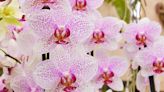 Meet The Man Behind The Orchid Collection At This Historic Florida Property