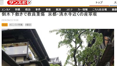 日本京都百年櫻花樹傾倒！62歲高中老師遭壓重傷 專家推測2原因