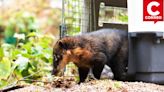 Huancayo: Serfor rescata a coatí de perros callejeros y es liberado a su hábitat natural