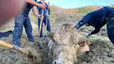 California firefighters rescue cow stuck up to its neck in deep mud